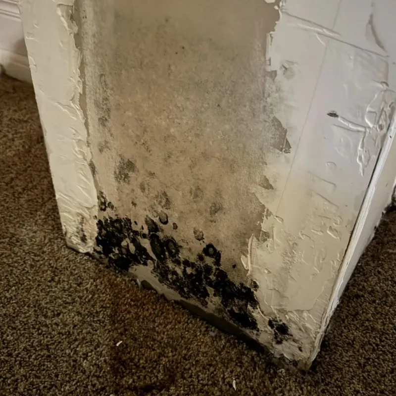 Professional Mold Removal in Toluca, IL